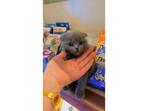 Safkan scottish fold yavrular