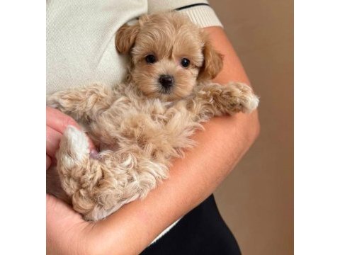 Show kalite maltipoo bebeklerim