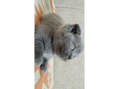 Scottish fold yavrumuza yuva arıyoruz