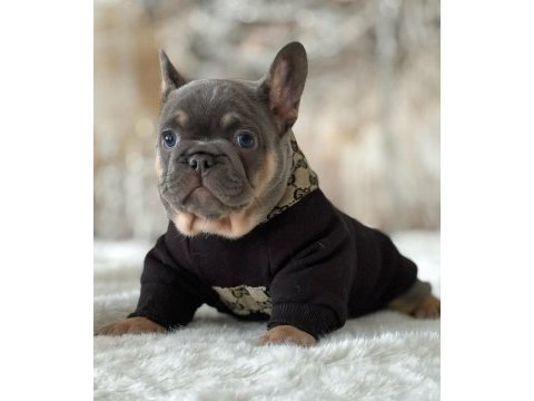 Harika anatomi egzotik french bulldog
