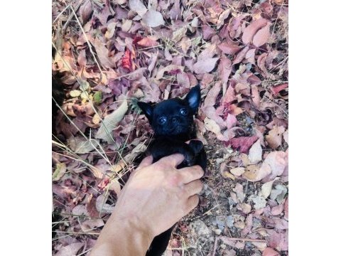 Elma kafa dişi chihuahua yavrumuz hazır