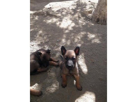 Belçika malinois yavruları hırslı