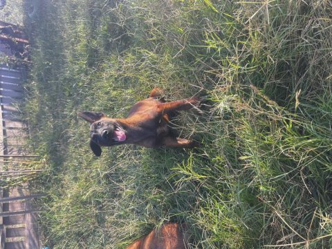 Şecereli belçika malinois yavruları