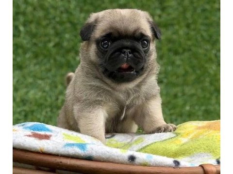 A kalite pug mops puppies eğitimli