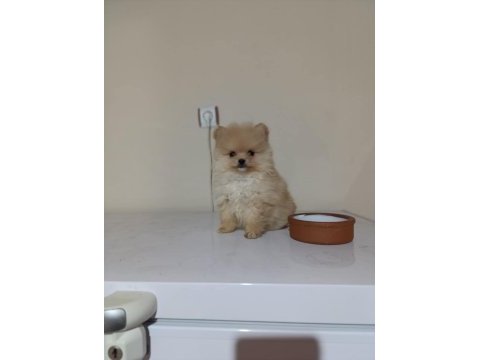 Erkek dişi pomeranian yavrular