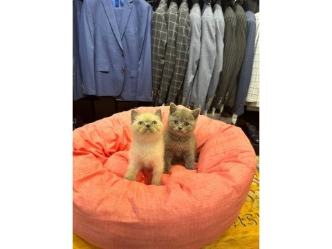 Irk sağlık garantili british shorthair yavrularımız