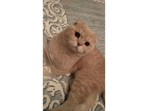 2 yaşında sağlıklı cipli scottish fold