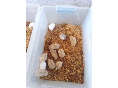 Üreticiden gonzales hamster