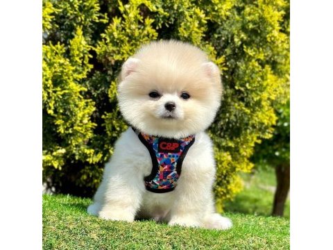 Sevimli pomeranian boo yavrularımız