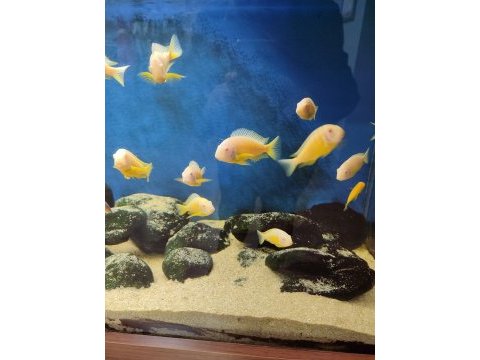 Albino kipili tropheus