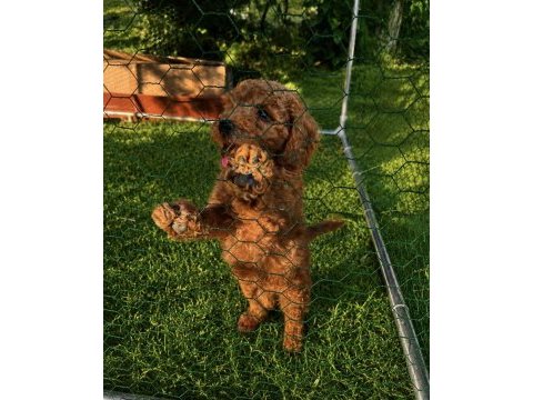 Üst kalite sağlık ırk garantili toy poodle yavrular