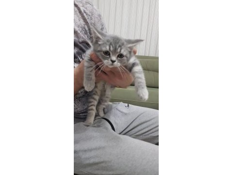 Sahiplendirilecektir british shorthair