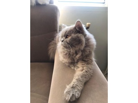 Full scr li british longhair ve bicolor