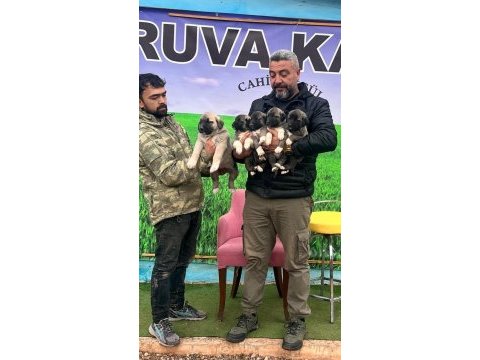 Truva kangal köpek çiftliği