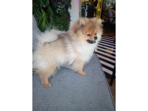 5 aylık erkek çipli pomeranian