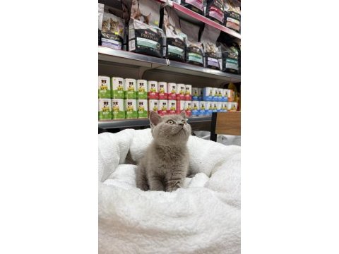 Koca kafa erkek güzeli british shorthair