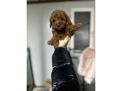 Kore kan red brown toy poodle