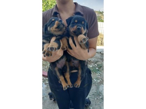 Rottweiler yavrular