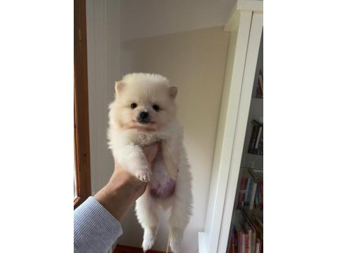 Pomeranian boo yavru köpekleri