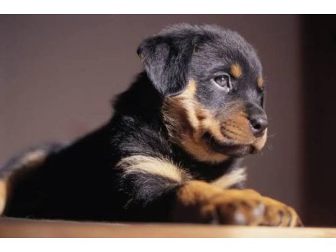 %100 orjinal rottweiler yavrular kredi kartı geçerlidir