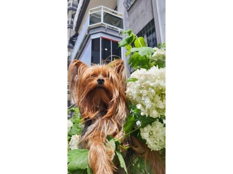 Yorkshire terrier erkek çipli ve sağlıklı