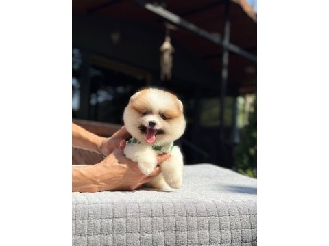 Party color pomeranian boo yavrumuz