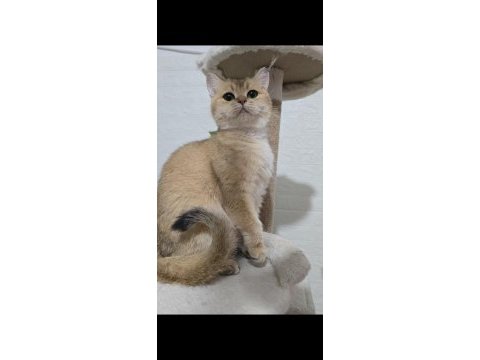 Kısırlaştırma şartıyla british shorthair sahiplendirilecek