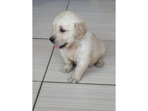 Terrier maltese yavrularımız tüm iller