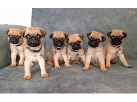 A kalite pug yavrularımız