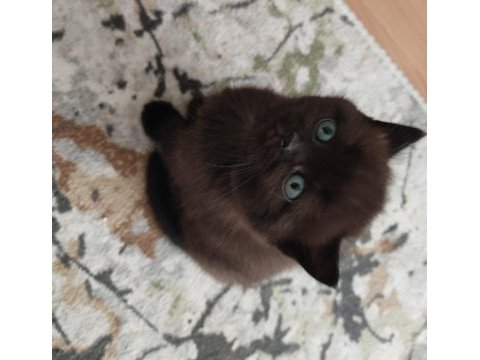 British shorthair chocolate cat