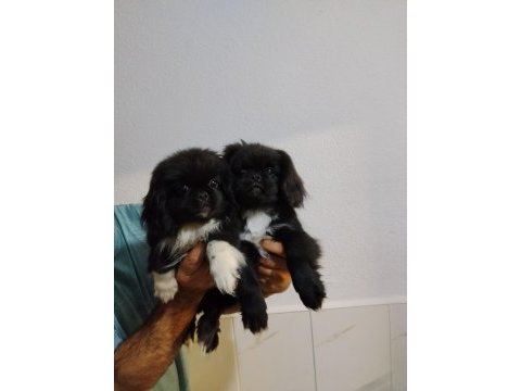 Zeytin gözlü pekinez yavrular