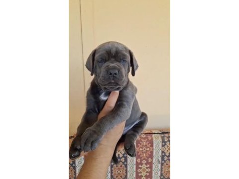 Orjinal cane corso