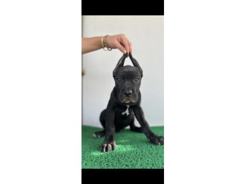 Bahçenize koruma isteyenler aradınız cane corso yavrunuz