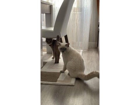 23eylül doğumlu bebeklerimiz scottish fold