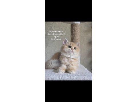 Safkan british longhair golden dişi yavru