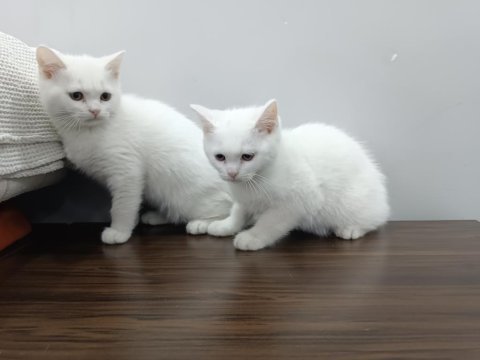 2.5 aylıklar ikisi de erkek british shorthair
