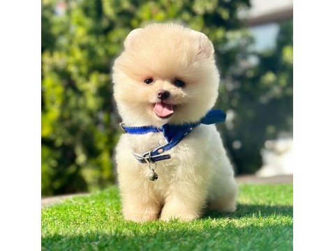 Safkan pomeranian boo yavrularımız