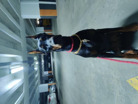 1 yaşında dişi doberman fcı kıf a secere, von bsgira