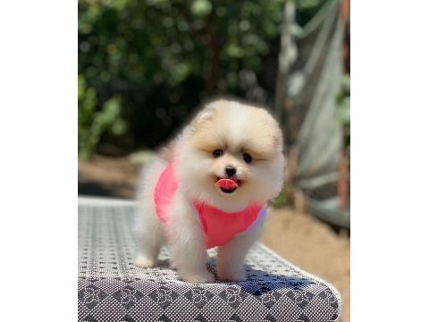 Pomeranian boo safkan ayı surat bebeklerim