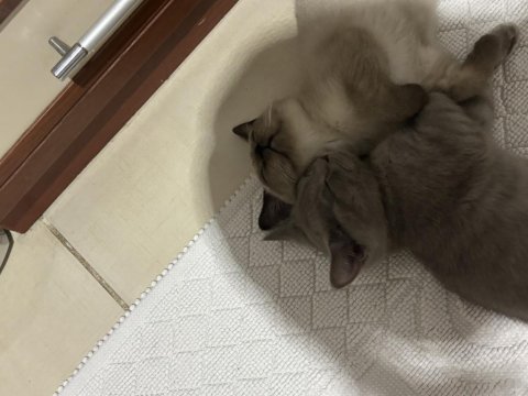 British shorthair yavru