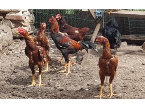 Safkan hint horozları