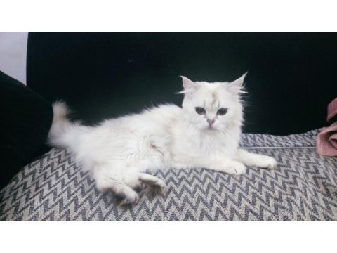 3 yaşında safkan dişi british longhair