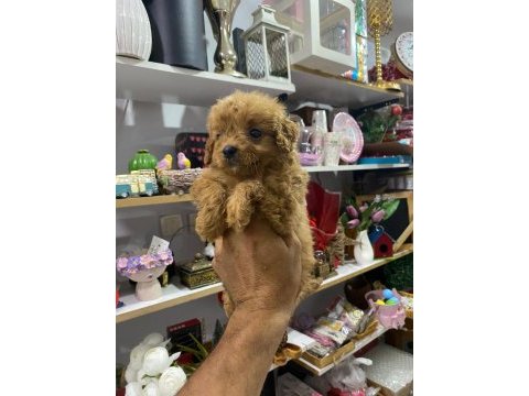 Dişi toy poodle