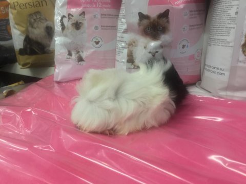 Guineapig bebekler gelmiştir