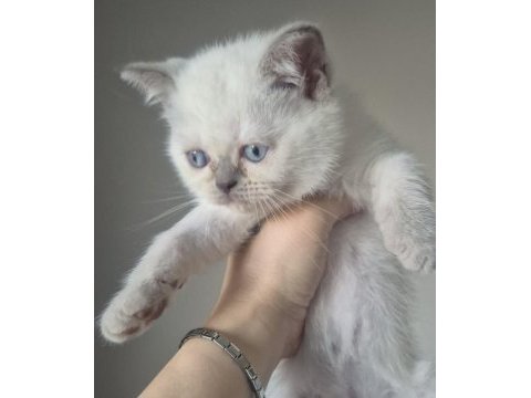 British shorthair bebeklerime güzel yuva arıyorum