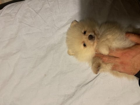 Yavru boo 50 günlük pomeranian boo