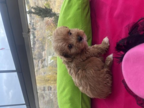 Poodle ayarında maltipoo yavrularımız