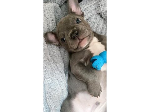 Blue lilac tan french bulldog