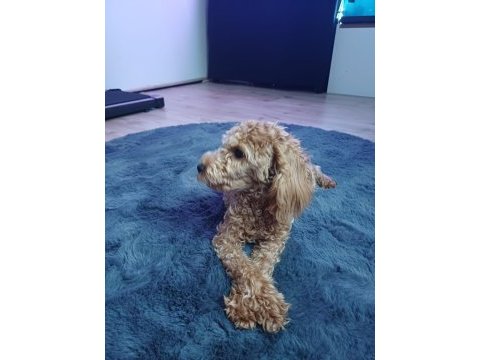 6 aylık dişi poodle linda