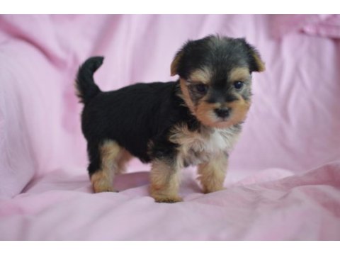 Minik morkie adam